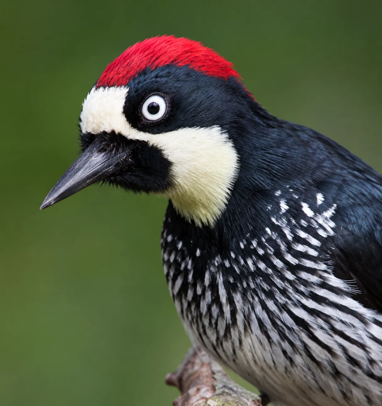Acorn Woodpecker