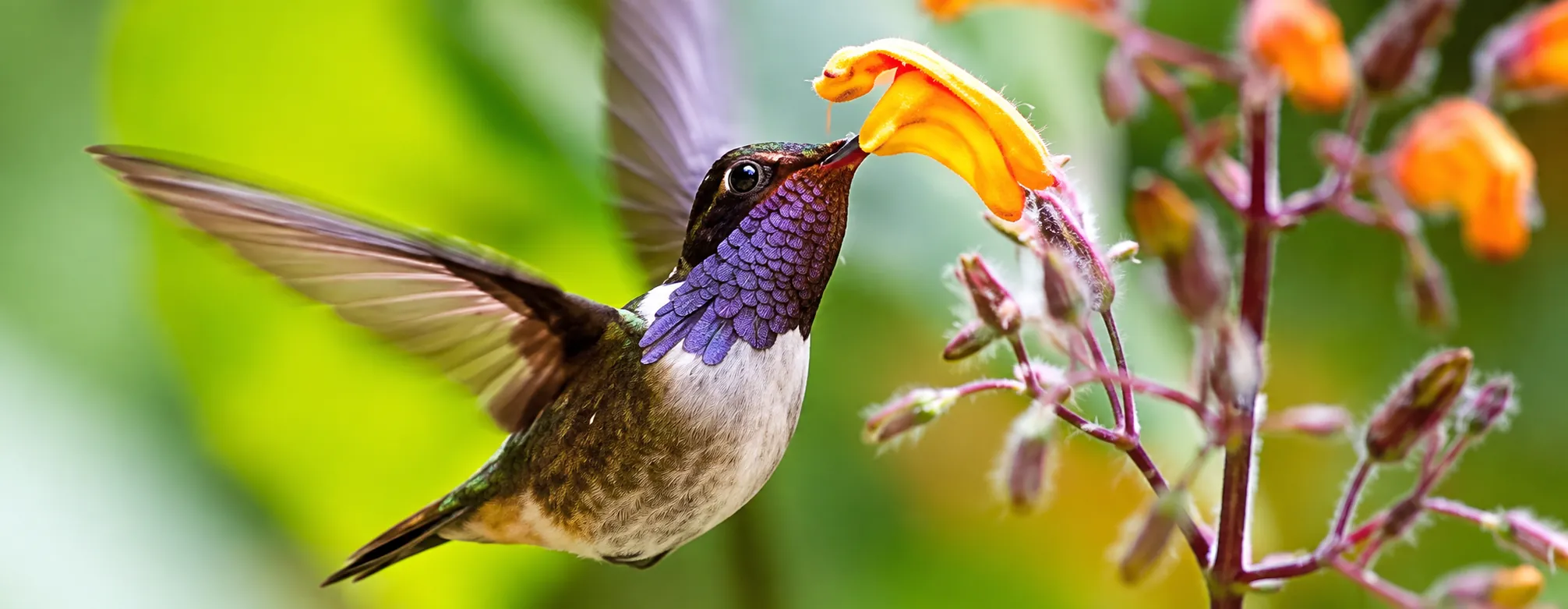 A hummingbird in the gardens