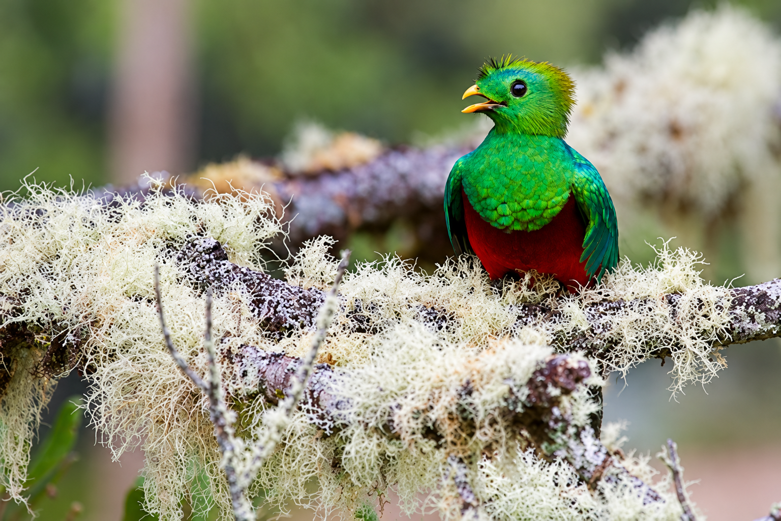 A Resplendent Quetzal perched in the cloud forest